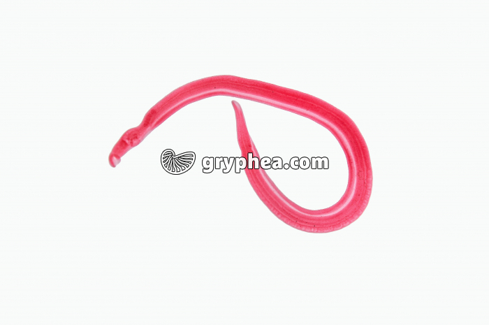 Schistosome - ver parasite ,(Schistosoma mansoni) - femelle isolée x6 - gryphea.com